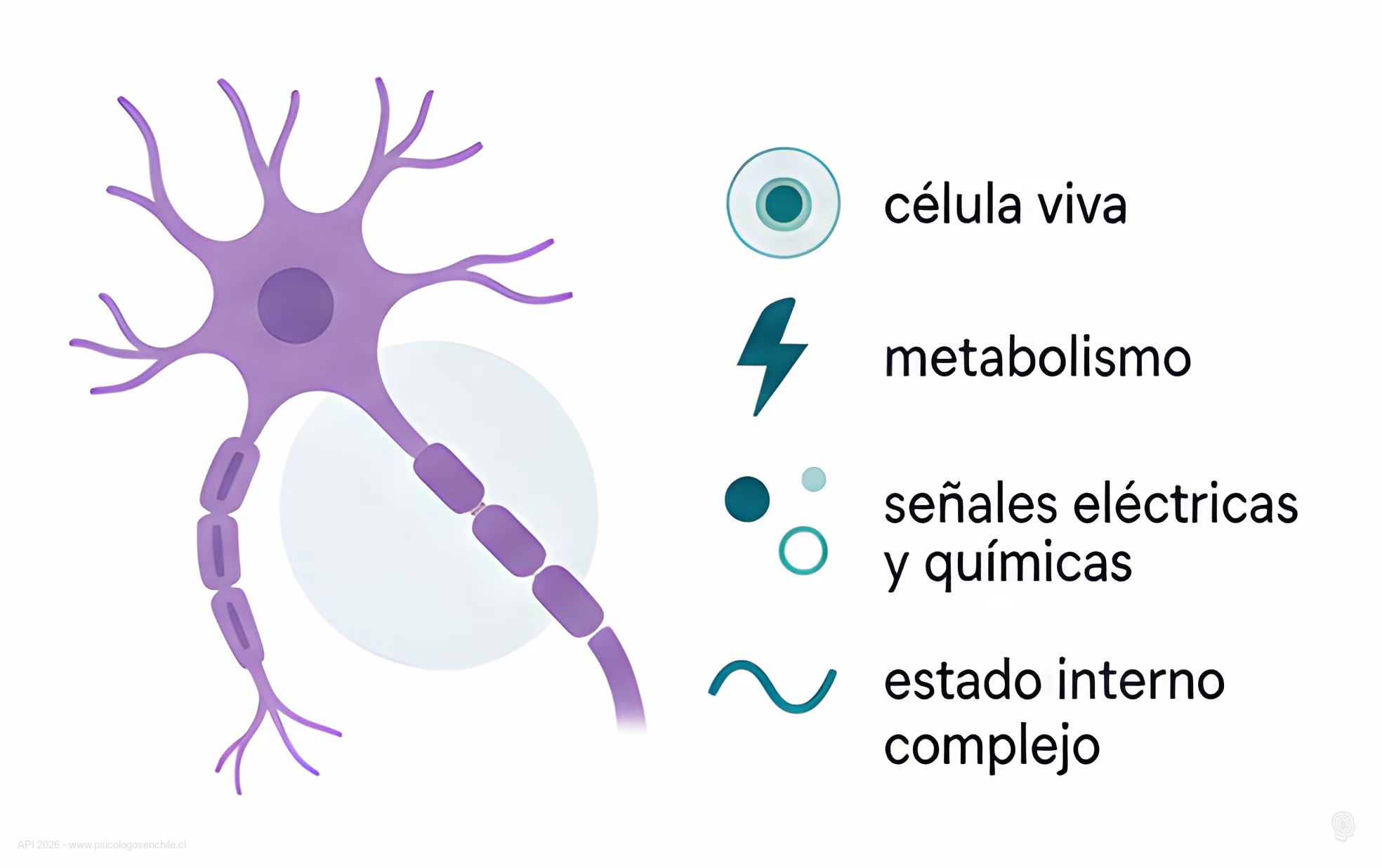 Ilustracion de una neurona biologica como celula viva, con metabolismo y senales electricas y quimicas