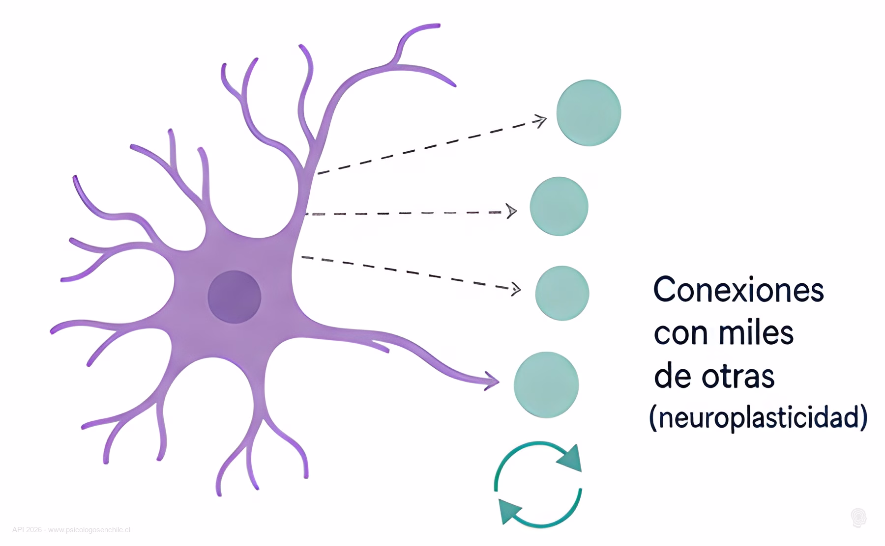 Ilustracion de una neurona conectandose con miles de otras neuronas, representando la neuroplasticidad