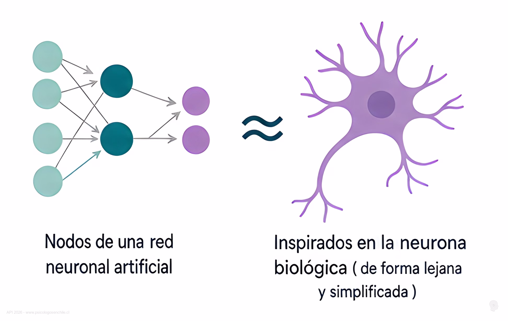 Diagrama de los nodos de una red neuronal artificial, inspirados de forma lejana en la neurona biologica
