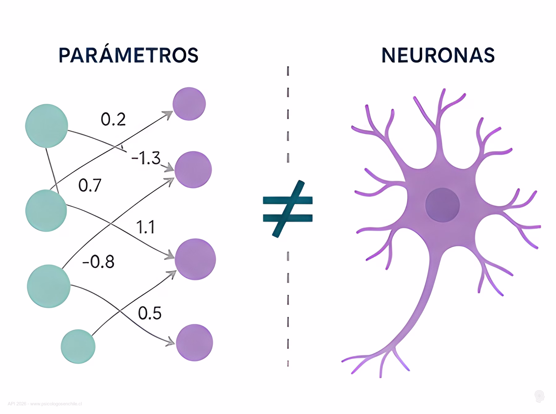 Comparacion visual entre parametros de una red neuronal artificial y neuronas biologicas, no son lo mismo