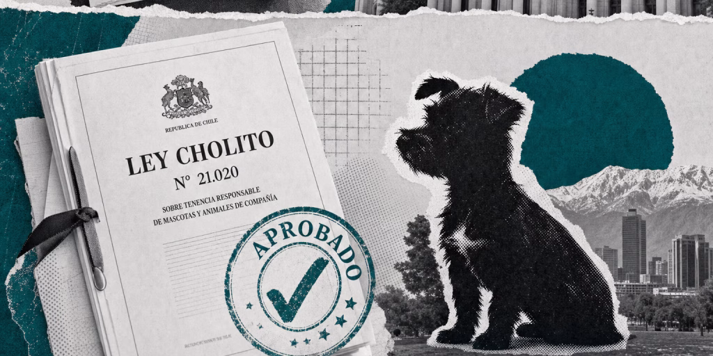 Qué es la Ley Cholito y qué cambia realmente para la tenencia de mascotas en Chile