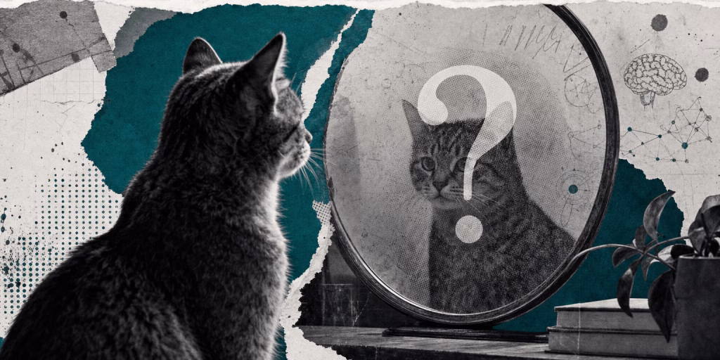¿Los animales tienen teoría de la mente? Lo que la ciencia sabe (y no sabe) sobre la conciencia animal